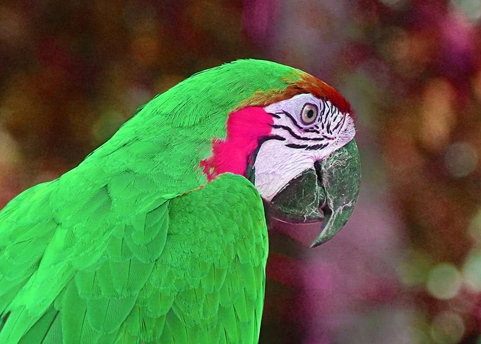birds dream in color 4
