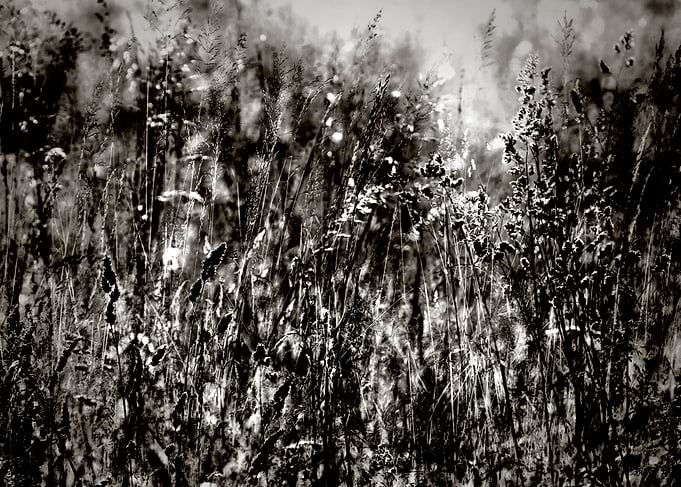 Grasses In The Afternoon