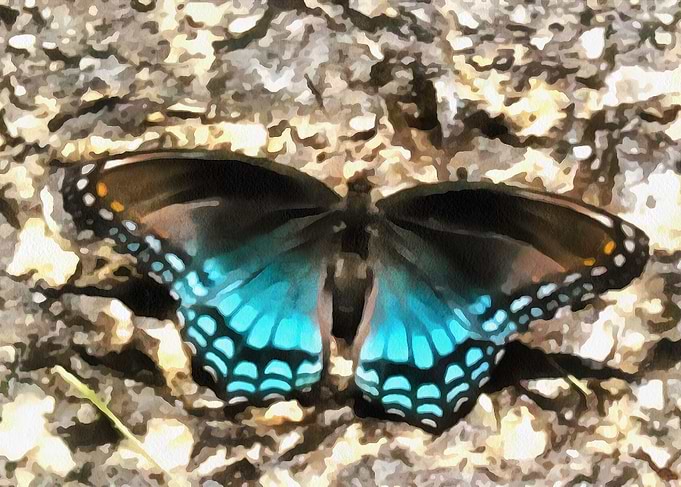 Blue Butterfly