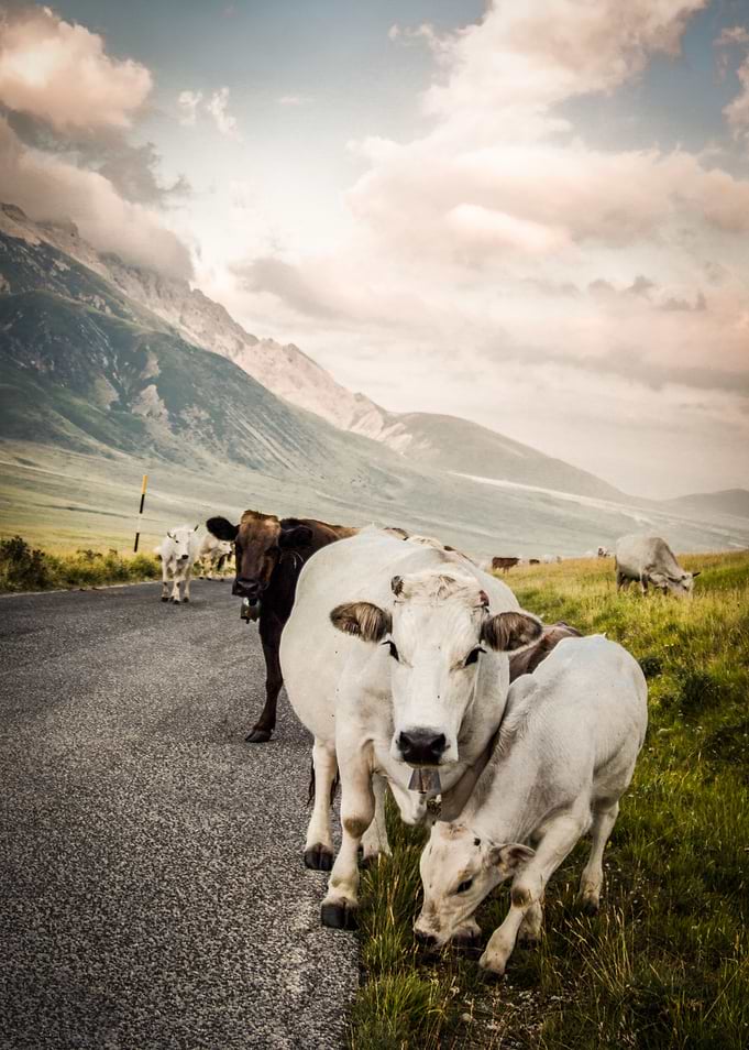 Lady Cow