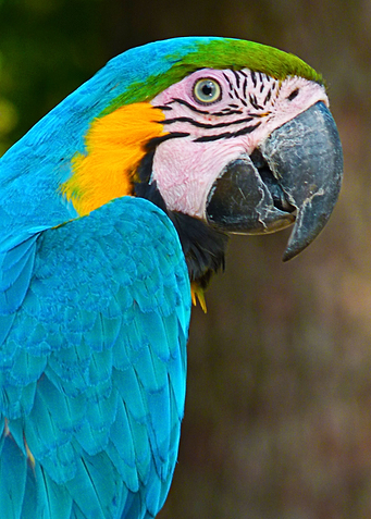 Birds dream in color 3