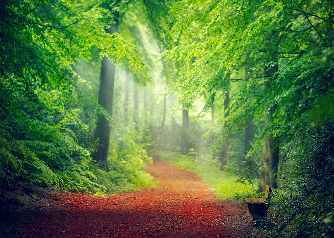 Fresh spring forest in morning light