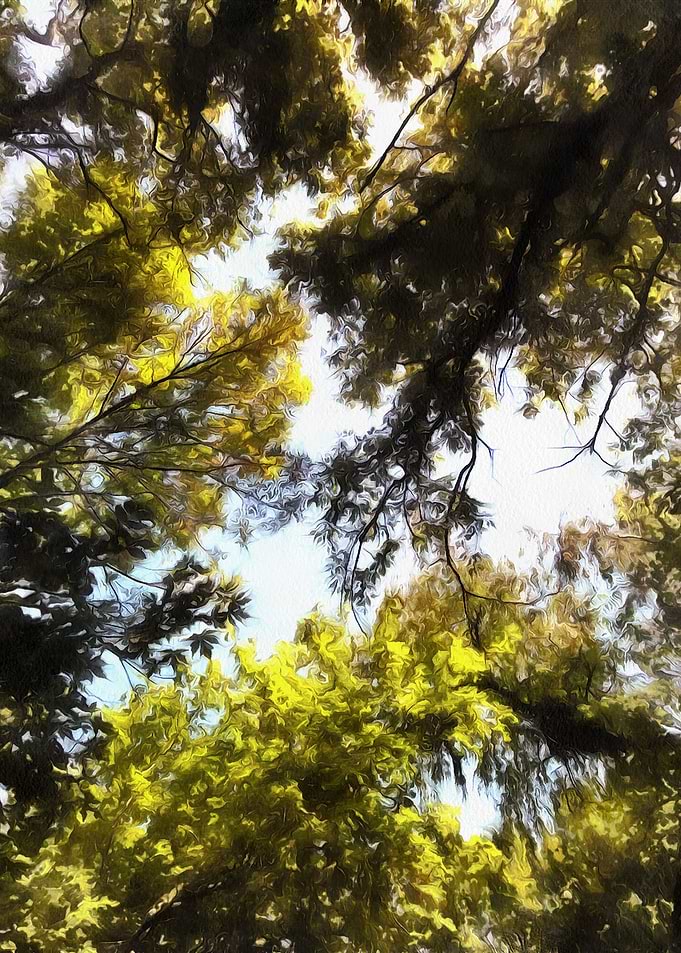 Nature's Roof