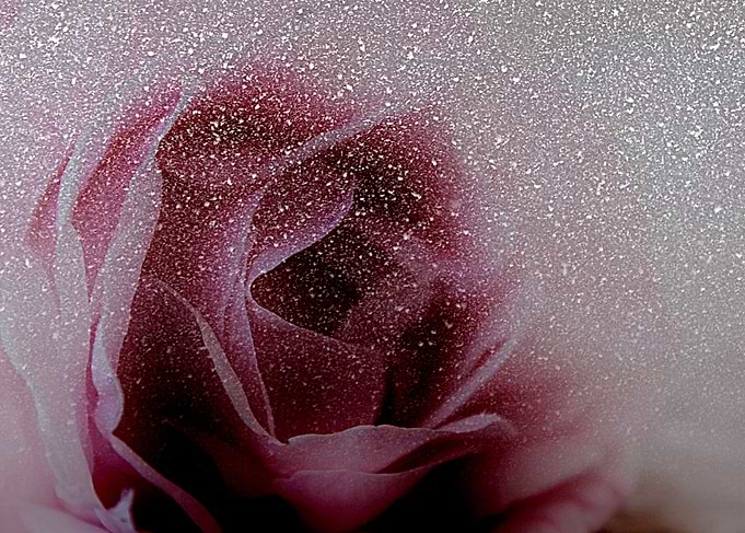 The Snow Rose The Snow Rose is a mixed media piece of ...