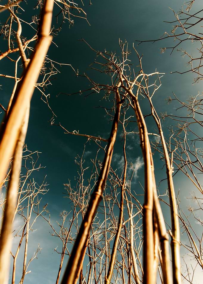 toward the sky