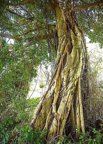 Strong Roots