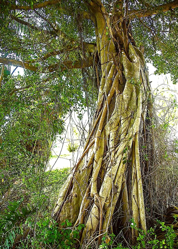 Strong Roots