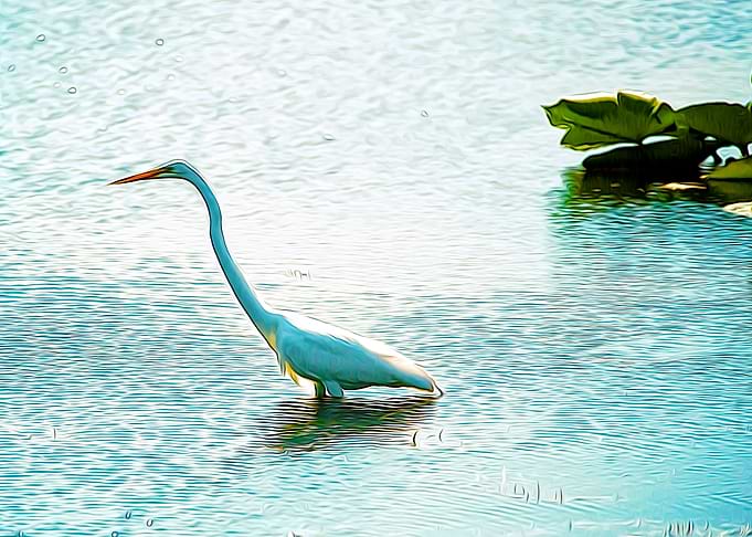 Swan Free