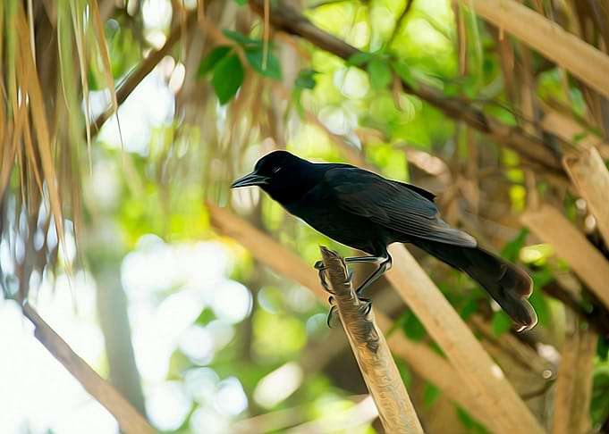 Bird looking
