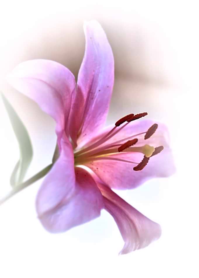 Lily