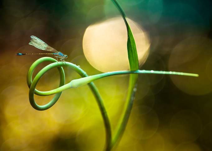 Blue Hunter