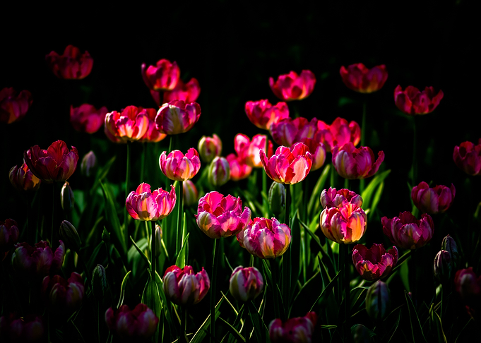 Pink Tulips On A Flowerbed