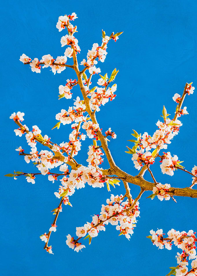 Sakura In Bloom