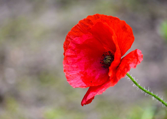 Remembrance