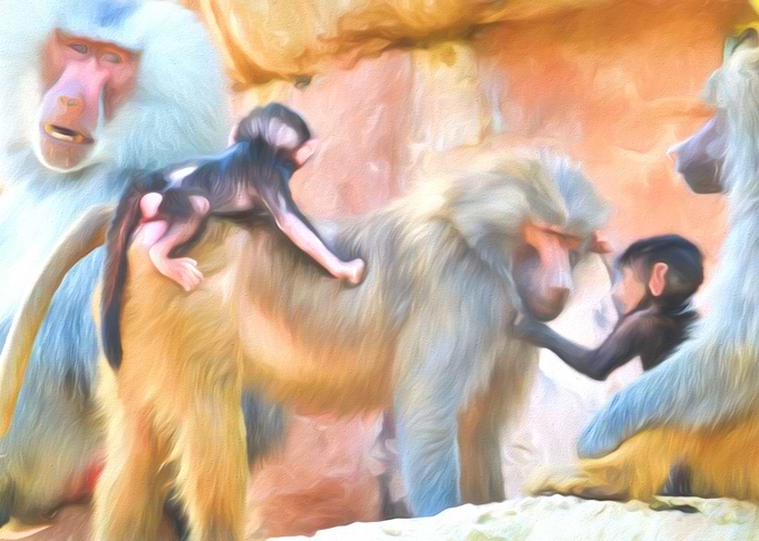 Baboons