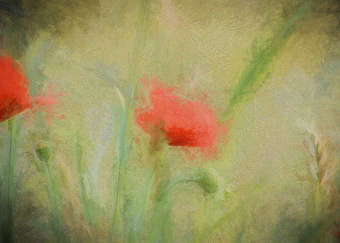 Poppy Dream
