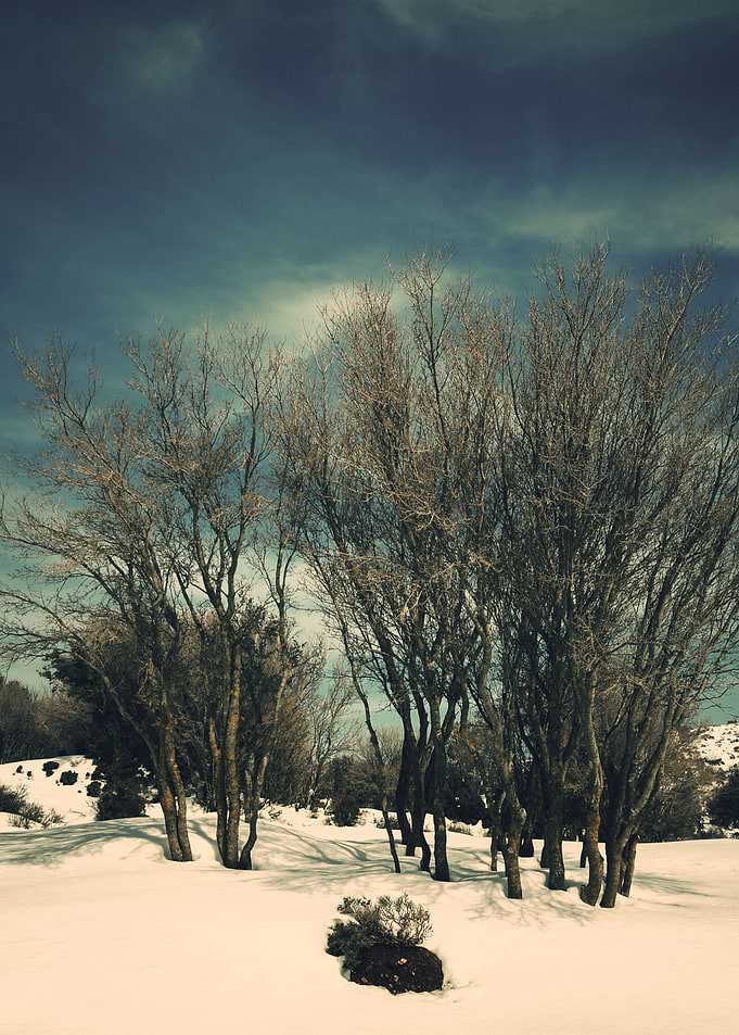 trees