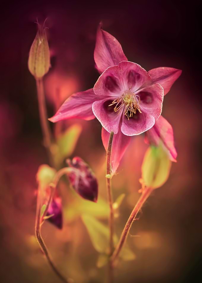 Dark pink columbine flowers