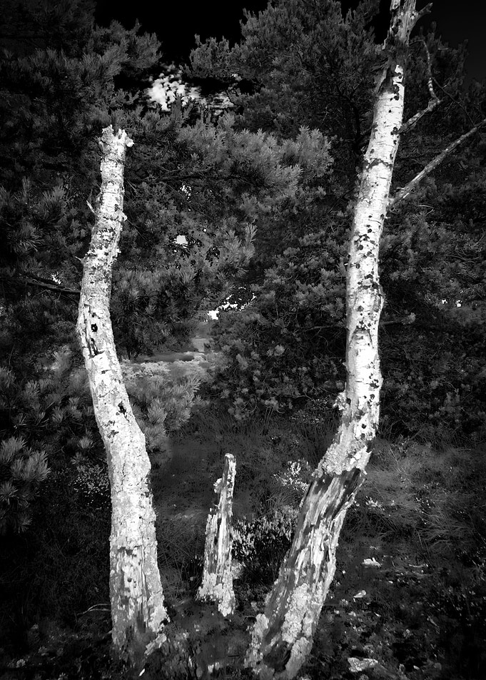 Decay