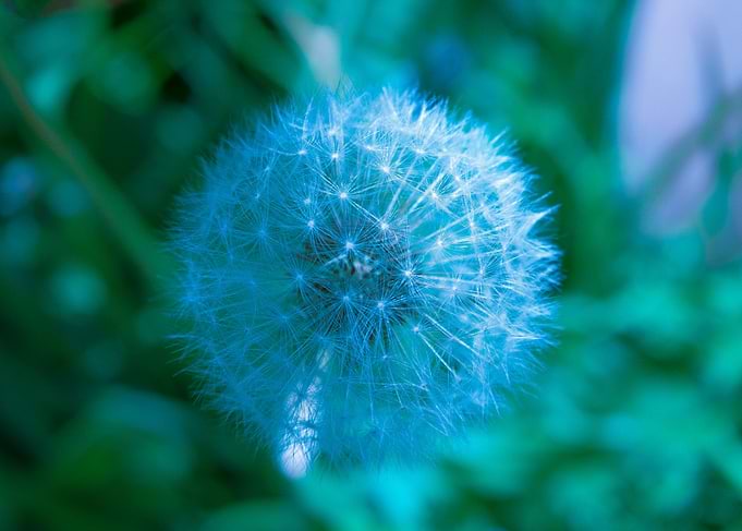 Dandelion