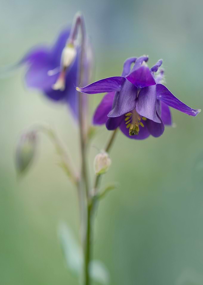 Dark violet columbine flowers