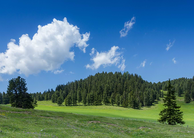 Heidi's Landscape