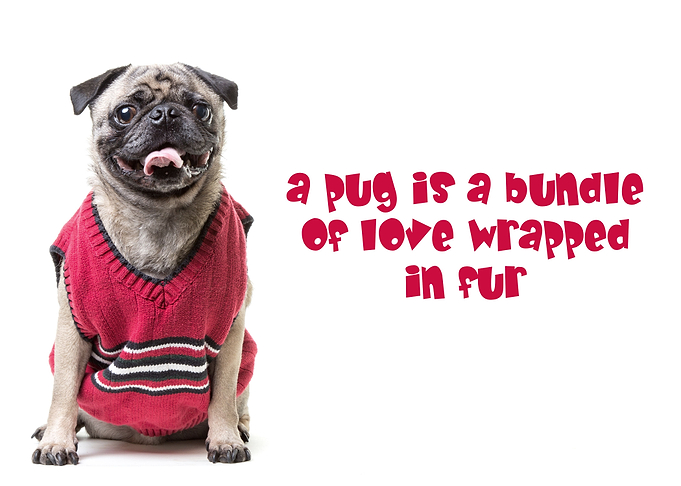 A pug is a bundle of love wrapped in fur by Edward Fiel ...