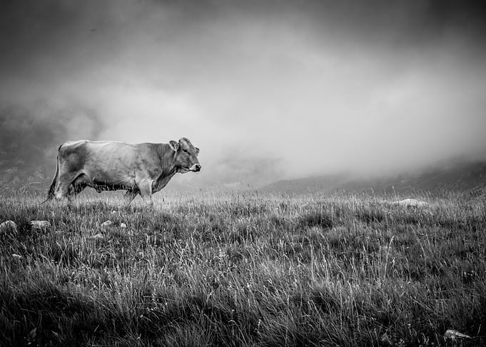 Pasture in fog