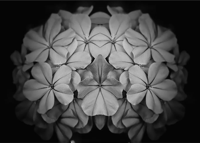 Plumbago Reflection Plumbago auriculata is an evergreen ...