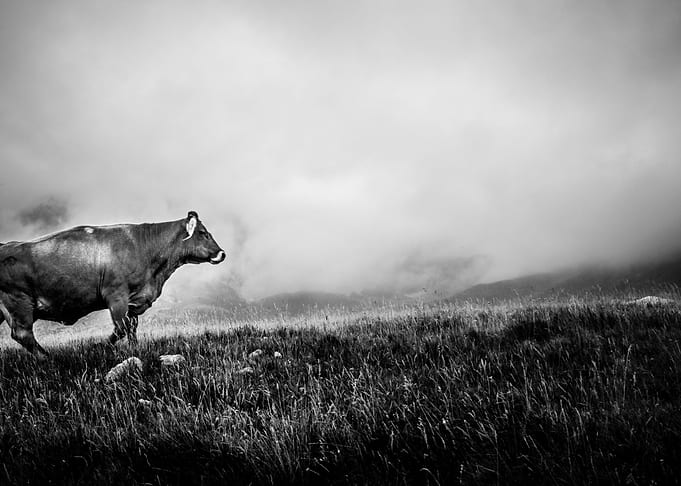 Almost cow