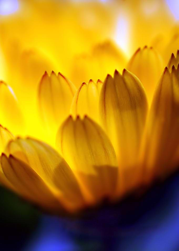 Abstract Petals