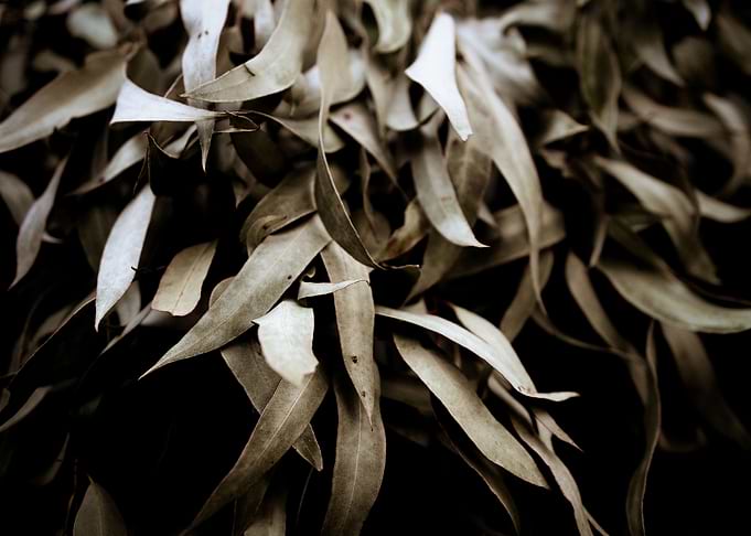 Eucalyptus