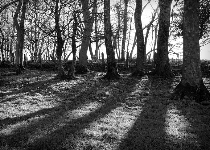 Railway Trees