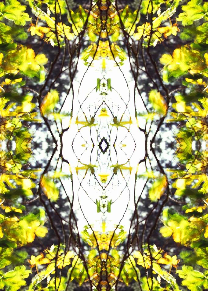 Leaves Blowing. Blurring in the wind during a one secon ...