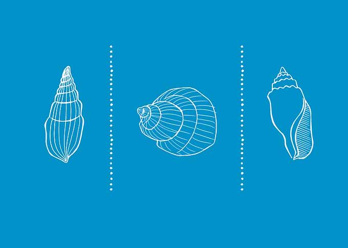 Shells 001