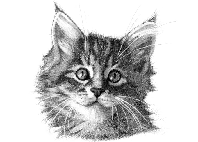 Maine coon kitten portrait by Svetlana Ledneva-Schukin ...