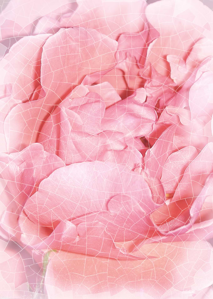 Eternal and Ethereal Rose