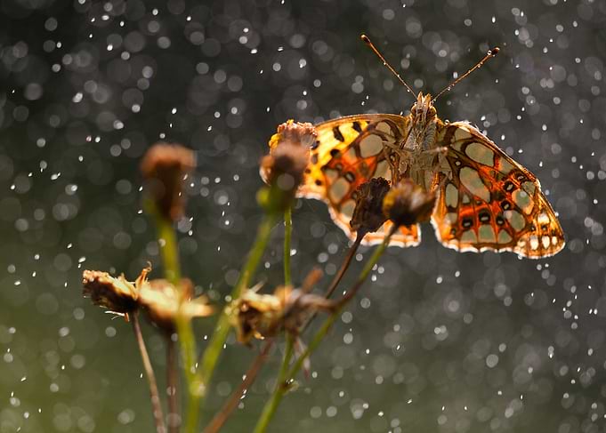 When the rain comes