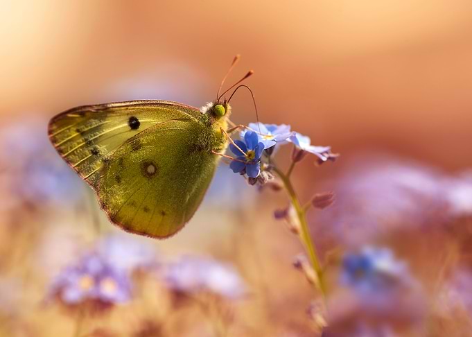 Spring morning with golden butterfly