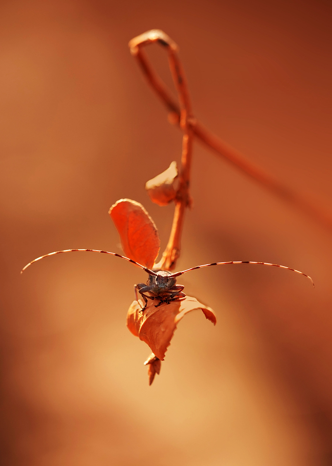 Autumn impression with a funny bug