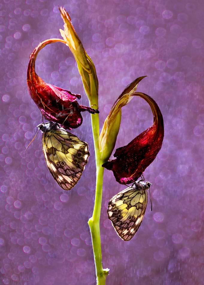 Two butterflies on the red dried flowers