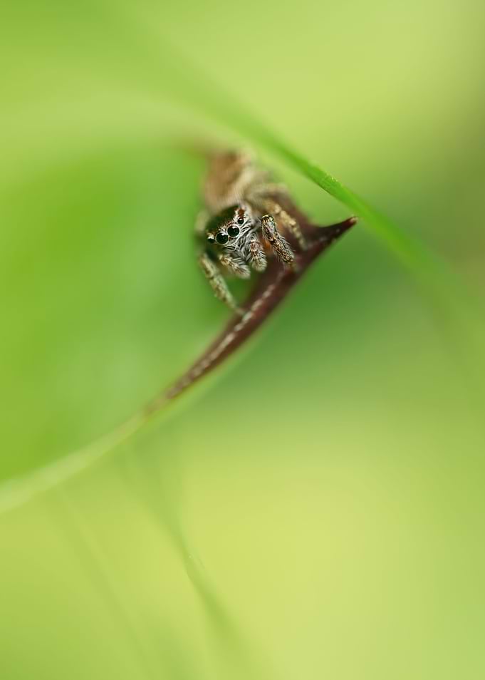 Small cute hunter in green