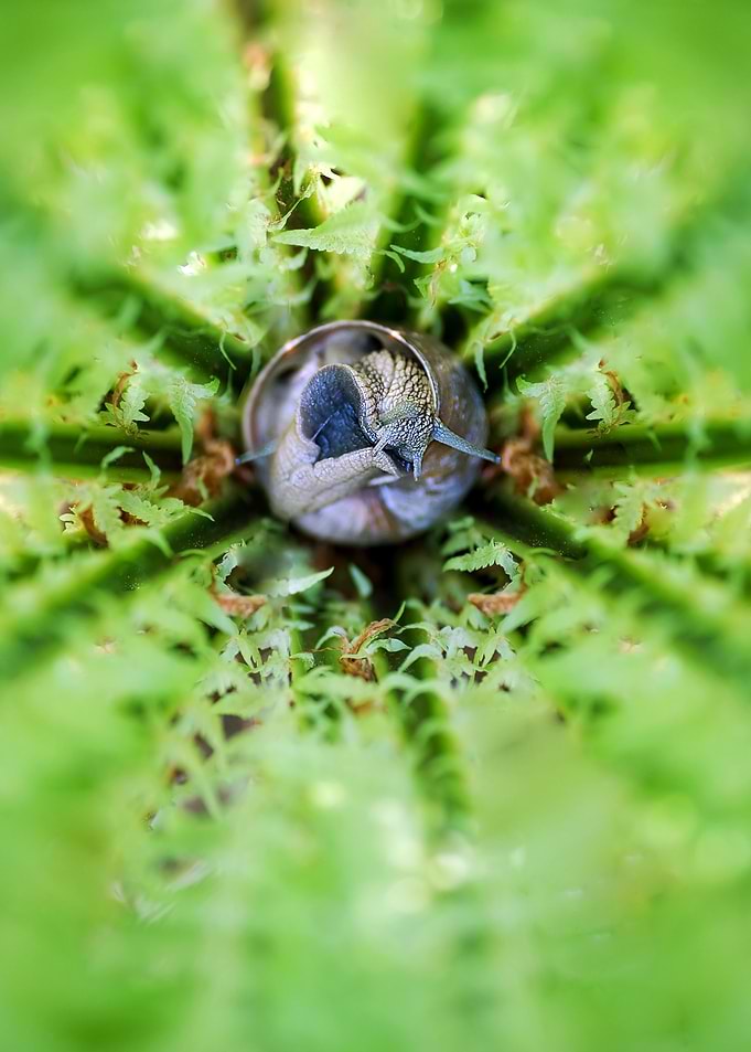 When the snail falls asleep