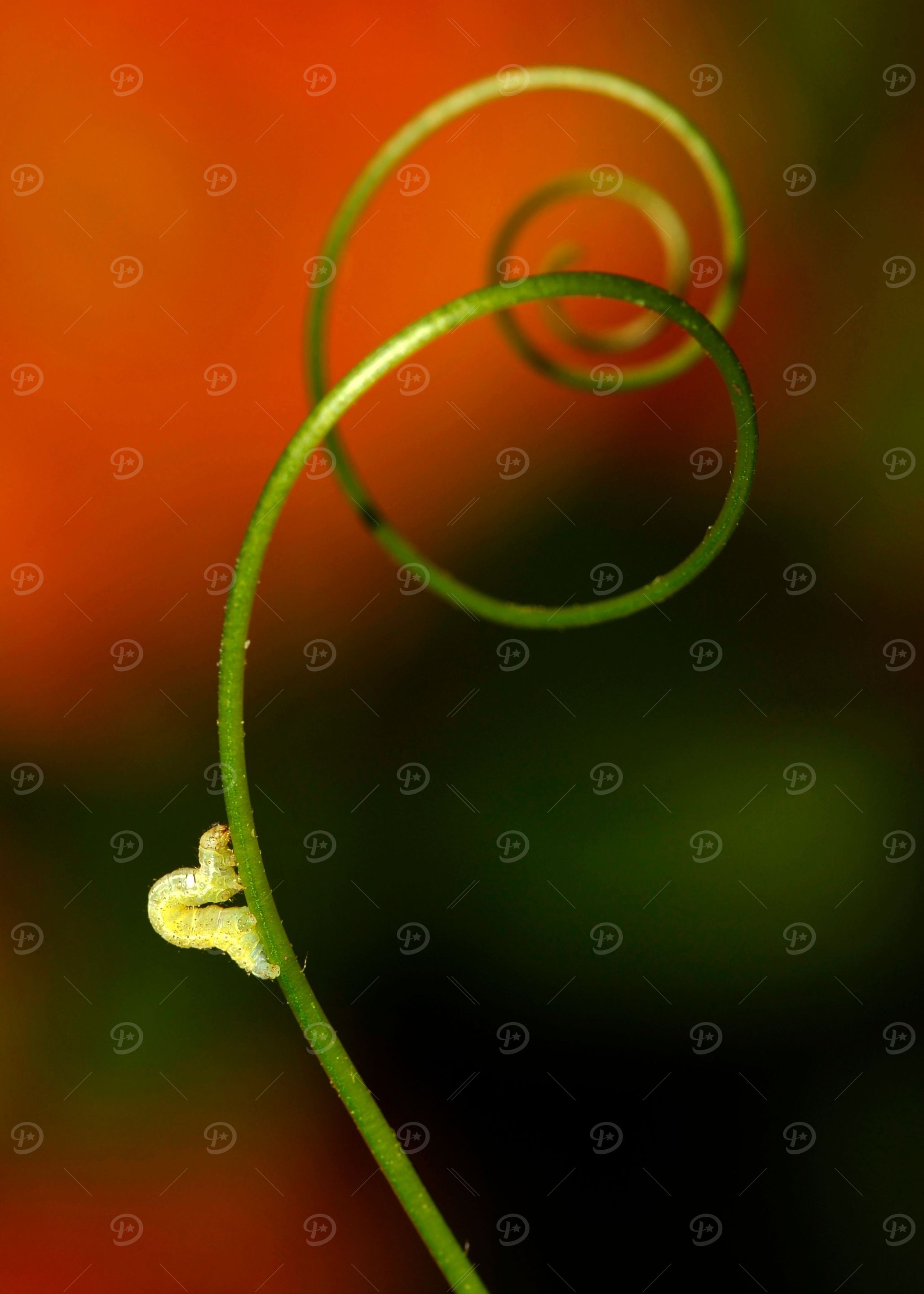 Green spirals and a small catterpillar