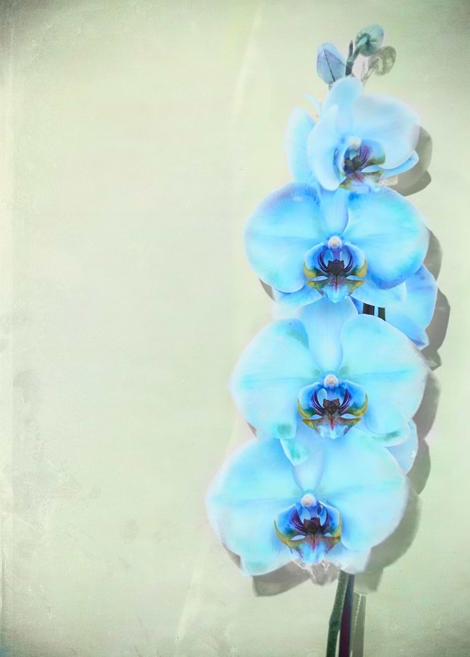 Blue Orchids
