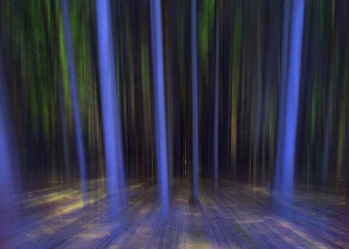 Moving Forest Photography 2012