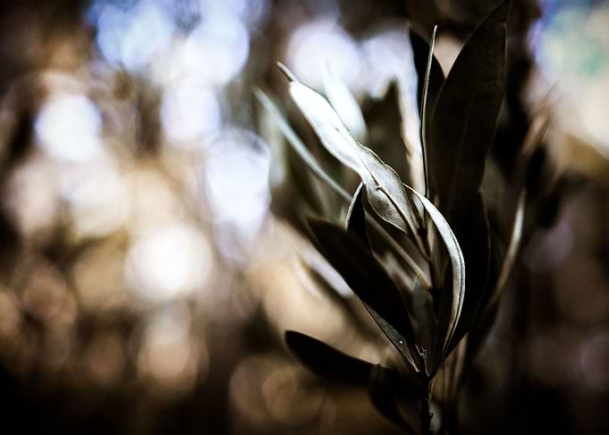 Eucalyptus #3