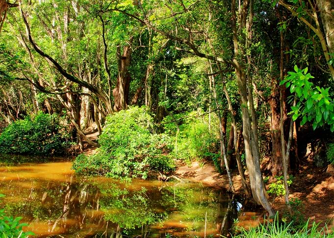 Nature and beauty