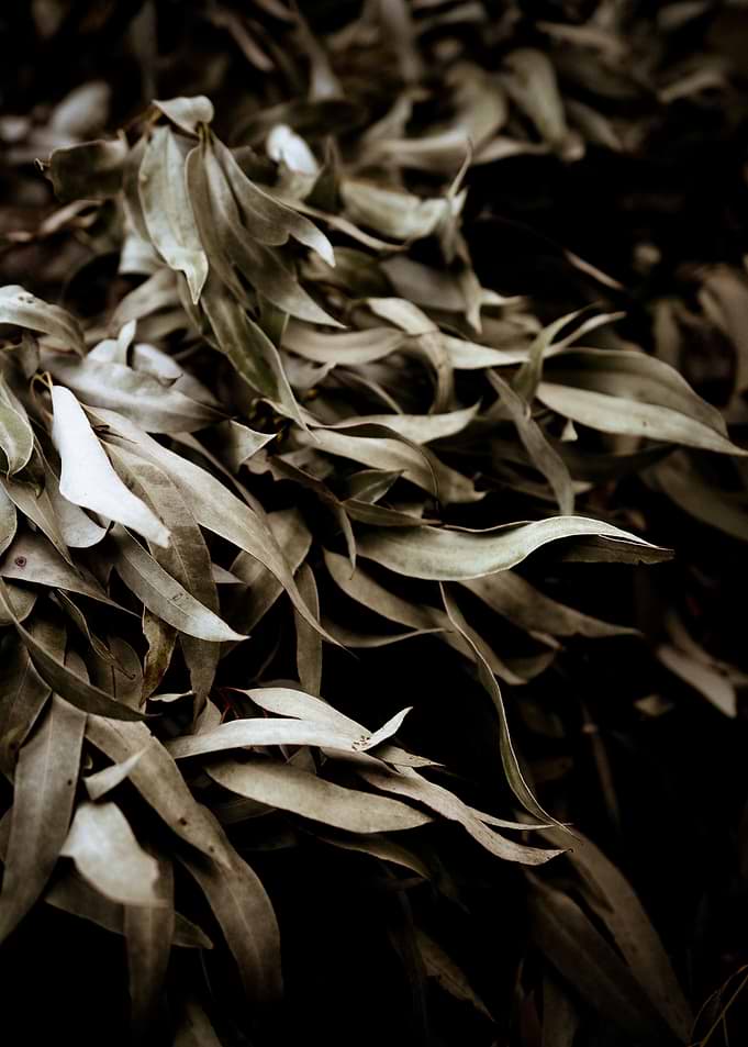 Eucalyptus #2