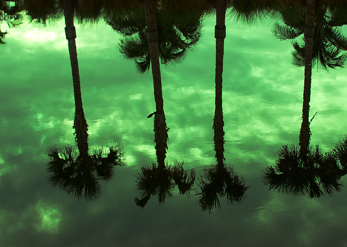 Palm Trees